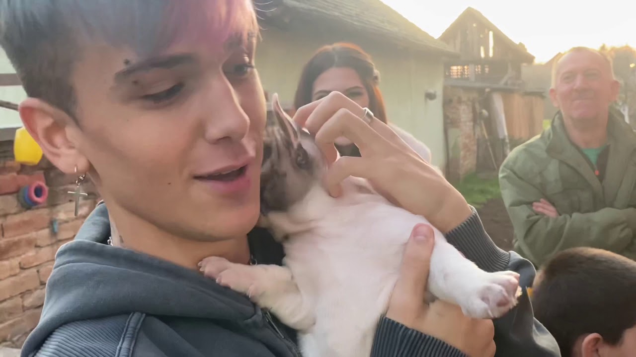 Sergej Pajic blog o nama...  Francuski buldog Od Kuće Don