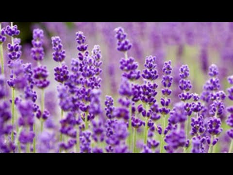 Video: Pob muv nyiam lavender stoechas?