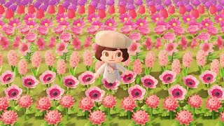 The Island with the Reddit Famous Flower Field | Animal Crossing New Horizons 5 Star Island Tour