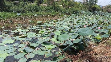 Câu cá rô đồng. Đi câu gặp kênh sen tấp vô câu thử ai dè ngon luôn.