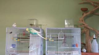 Bird Room Fun Time | Birds Playing and Flying in the Birdroom