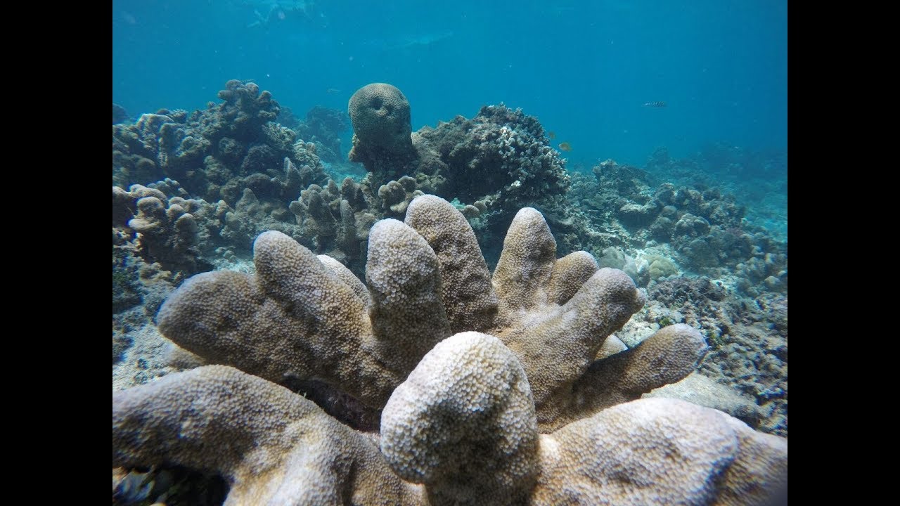 Melihat Keindahan Alam Bawah Laut Gili Trawangan