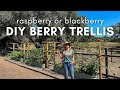 Diy berry trellis how to build a wire raspberry or blackberry trellis