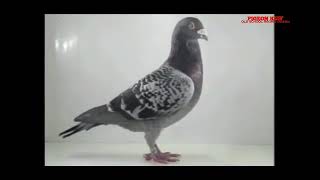 TURBO GABY VANDENABEELE
