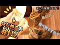 納豆を初めて食べたら踊り始めた猫