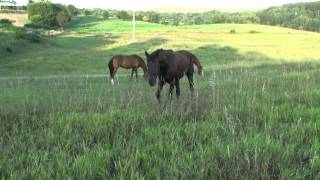 Spirit's Pasture Introduction