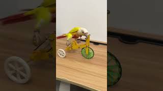 Smart, Cute, Handsome Bike. #Lovebirdsforever #Birds #Bird #Cuteparrot #Cutebird