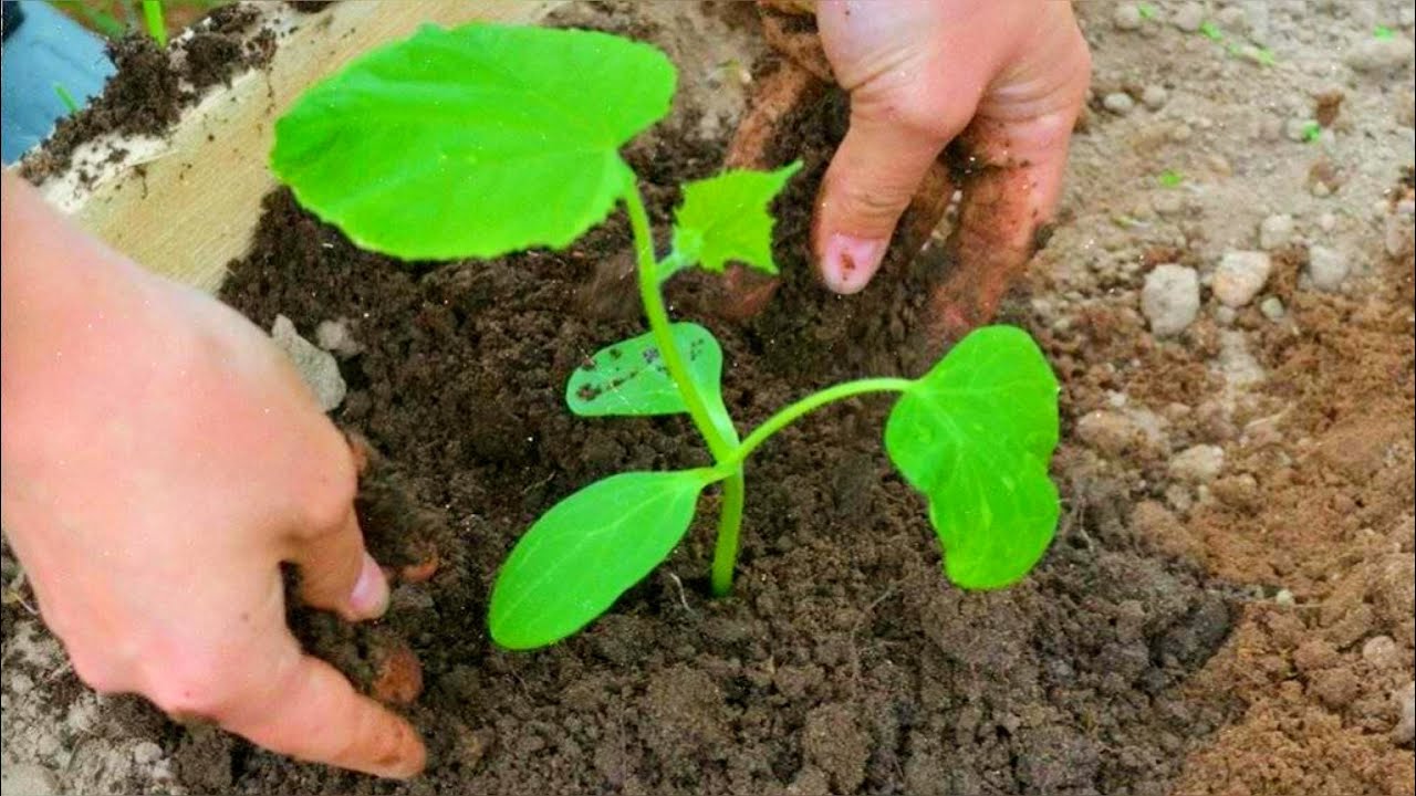 За сколько до высадки сажать огурцы