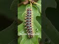 Gypsy moth caterpillar Worms #worms  #Wonders! 🐛