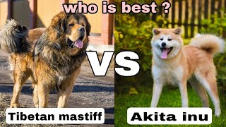 Tibetan mastiff vs Akita inu || Cute  and Protective dog  || Dogestan