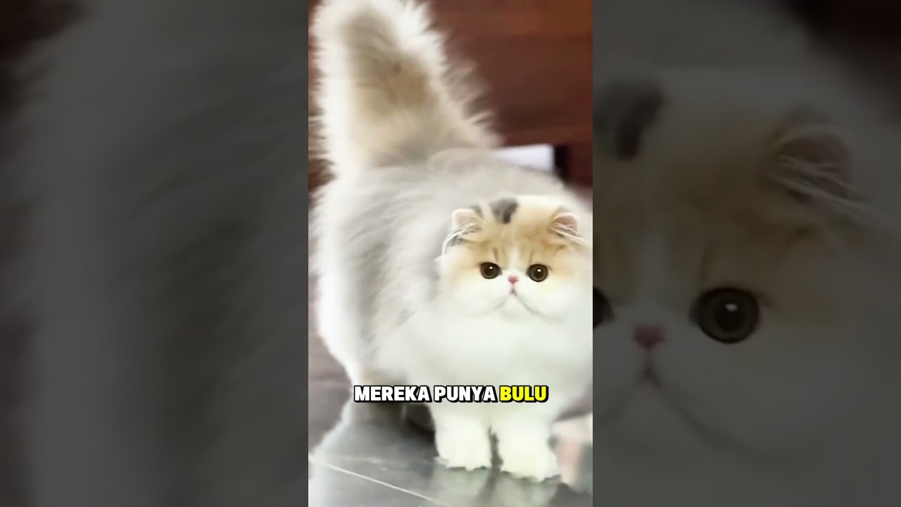 Fakta Kucing Anggora | Kucing Para Bangsawan
