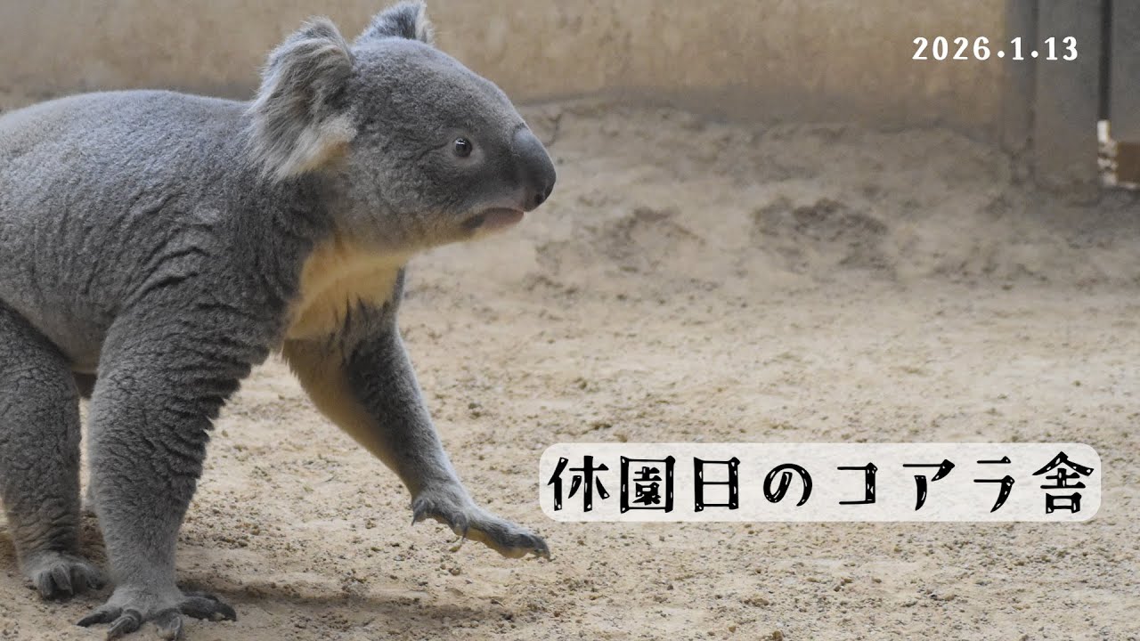 【東山動植物園公式】休園日のコアラ舎2～スカイ、おもち、イシン、ホリー～《 コアラ 》