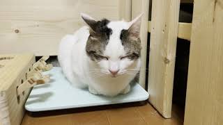 慣れないお父さんに待ちくたびれる猫