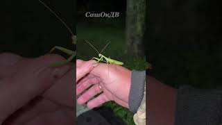 На прогулку с богомолом... Evening walk with a praying mantis...