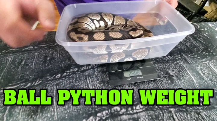 How big should my ball python be??  We show weights at different ages!