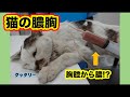 猫の膿胸
