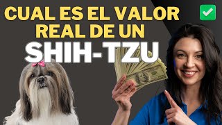 Cuánto es EL COSTO REAL de un Perro de la Raza Shih Tzu | ESTO NO LO ESPERABAS