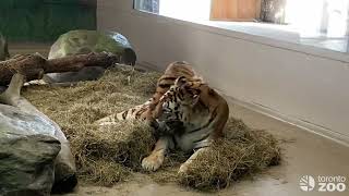 Farewell Mila  Amur Tiger Cub Mila Embarks on New Journey To Colorado