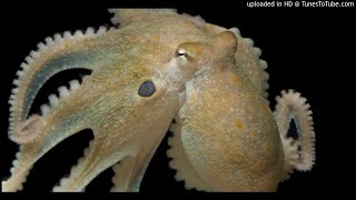 What Ecstasy Does to Octopuses