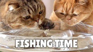 Fishing Cat Challenge!