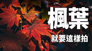 【該怎麼拍】楓葉就要這樣拍拍攝地點、注意事項與技巧分享