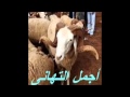 الكبش يدور و قرونو نطاحة  