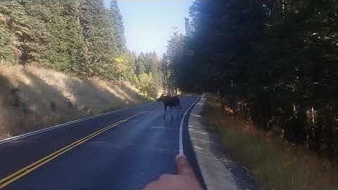 baby moose on the alpine loop