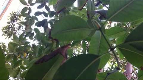 Optic flow movie assignment example 3