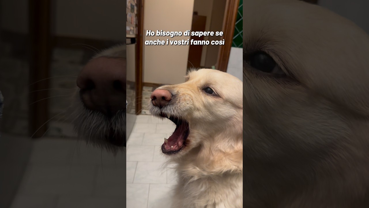 Anche i vostri fanno così? 🫤 