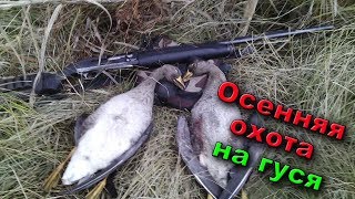 Осенняя охота на гусей | Autumn goose hunting