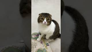 デブ活の怖さを猫に教えるおっさんが哀れすぎた…#shorts