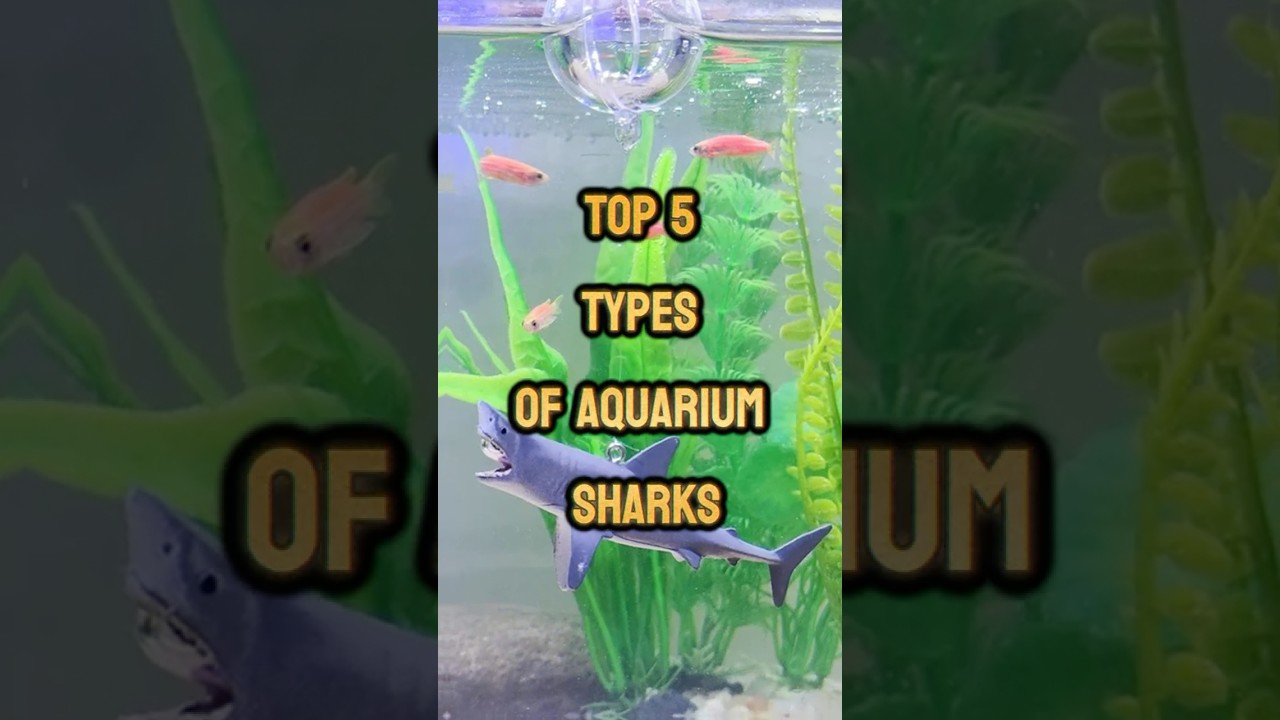 5 лучших видов аквариумных акул 🦈 | Лучшие мини-акулы для аквариумов 