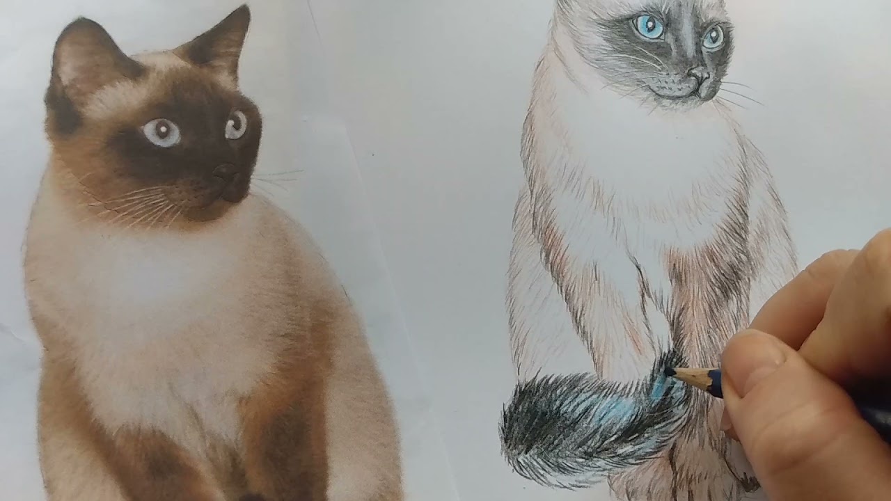 Como desenhar um gato realista usando apenas lápis de cor. 