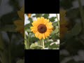 2024 sunflower and 5000bce sunflower || Past animals ||#shorts #Trend #trend #new #evolution #today