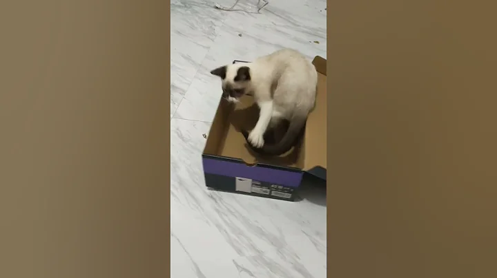 Watch the video about CUTIE SIAMESE CAT! #siamese #siamesecats #siamesecatlovers #snowshoecat #snowshoe #cat #cats