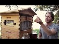 Как собирать мед с Потоковым ульем Flow