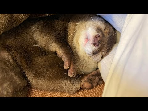 ?????????????????? chubby otter sleeping with the best expression.