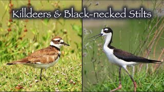 Killdeers &amp; Black-necked Stilts