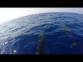 Trolling for Mahi Mahi and came across some Dolphin