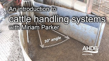 An introduction to cattle handling systems with Miriam Parker