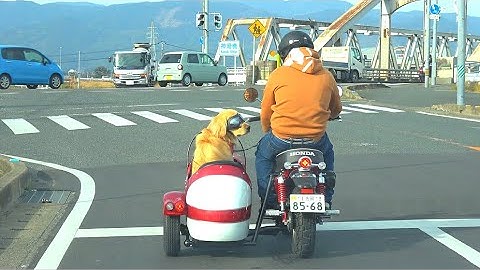 犬とバイクに乗る Youtube