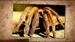 MTB Pest Control Pest Control Services Maryland Professional Exterminators Washington DC