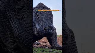 Largest Lizard Alive! 🐉 #facts #subscribe