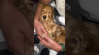 ❤Paw paw loves you #shortvideo #dog #spaniel #puppy #shorts
