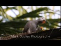 African Grey Parrot in the Wild