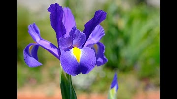 Mastering Iris Flower Classification with Python and Machine Learning