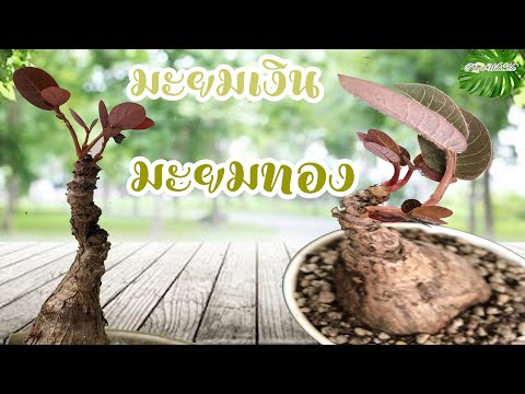 รีวิวตามติดชีวิต มะยมเงินมะยมทอง ไม้ฟอกอากาศน้องใหม่ สุดน่ารัก
