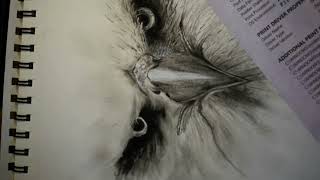 Angree eagal sketch  art #art #drawing #sketch #pencil #angre