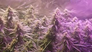 Tcsqcs Seeds Trainwreck And Amnesia Haze Week 4 Of Flower Fat Monster Buds
