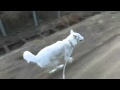 The kishu dog huu is running